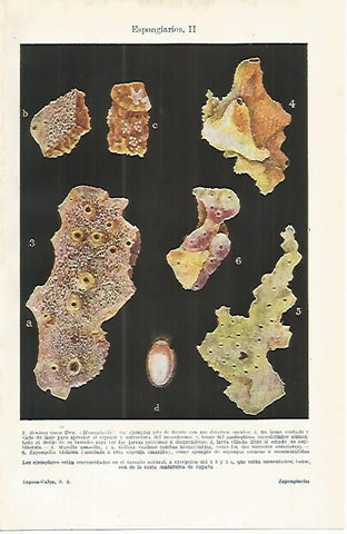 LAMINA ESPASA 16271: Tipos de esponjas del Cantabrico
