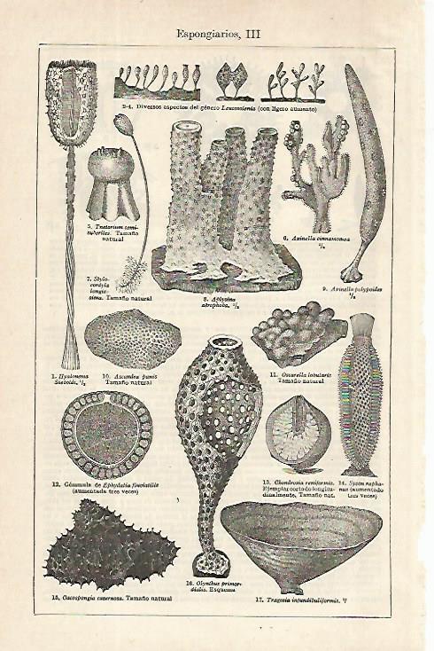 LAMINA ESPASA 16272: Esponjas