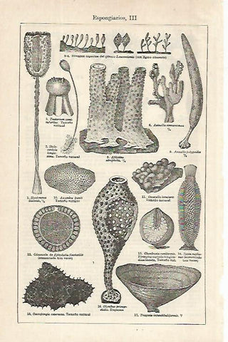 LAMINA ESPASA 16272: Esponjas
