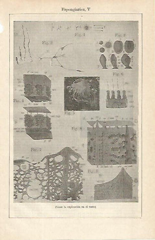 LAMINA ESPASA 16273: Espongiarios