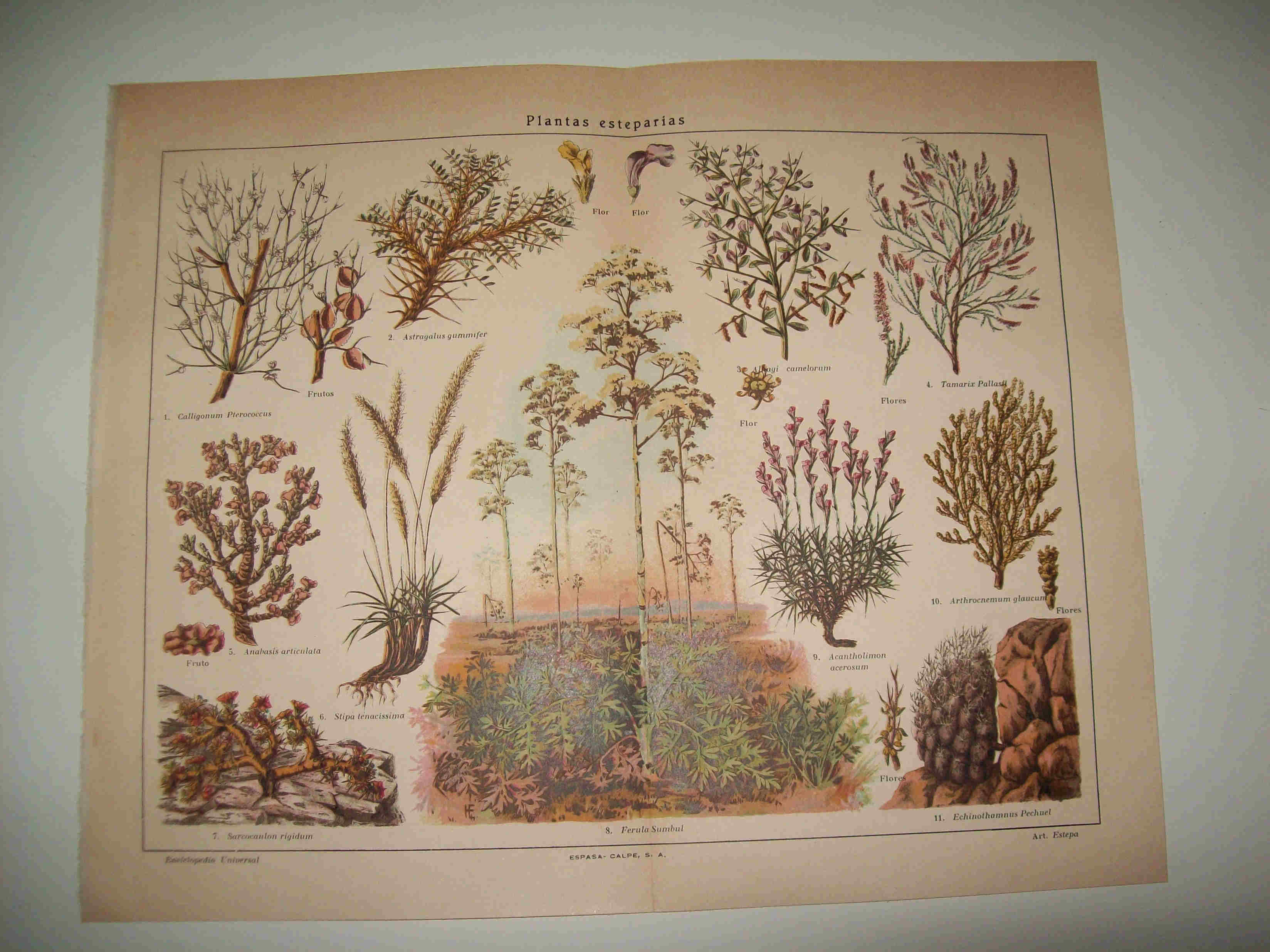 LAMINA ESPASA 16370: Plantas esteparias