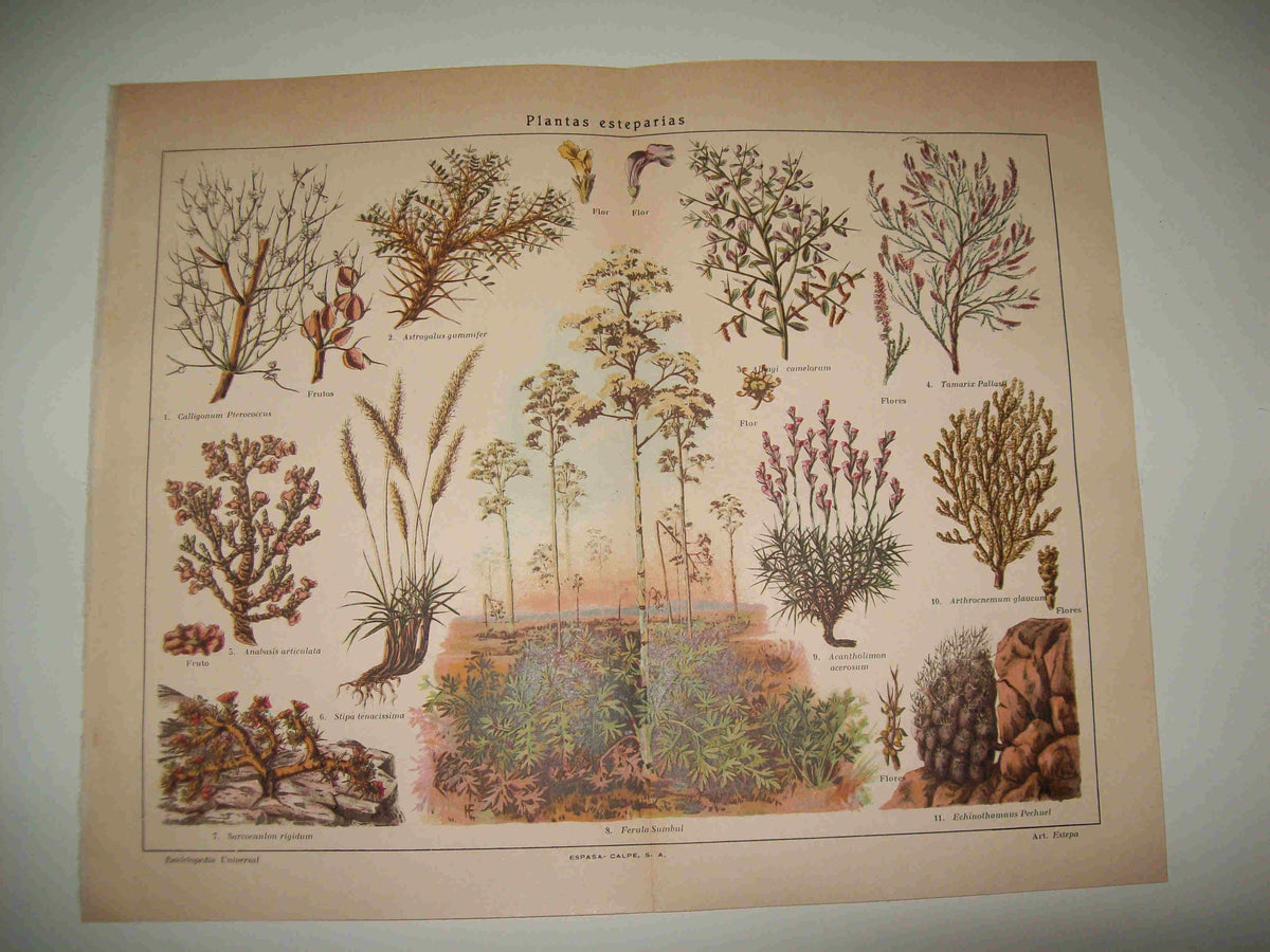 LAMINA ESPASA 16370: Plantas esteparias