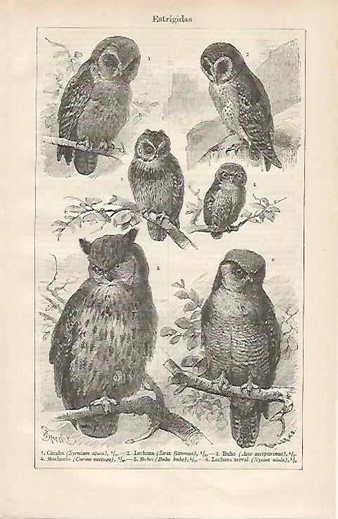 LAMINA ESPASA 16395: Especies de estrigidas