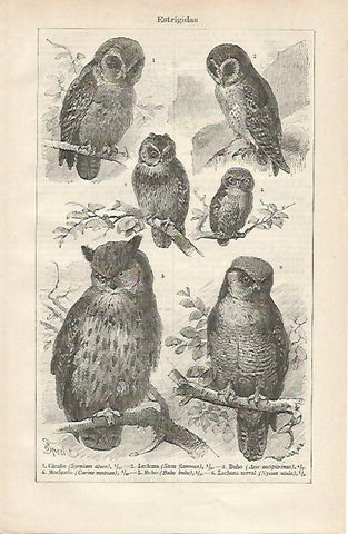 LAMINA ESPASA 16395: Especies de estrigidas