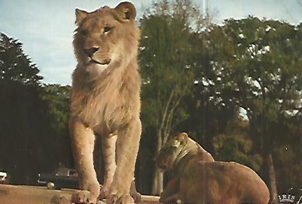 POSTAL 17997: LEONES