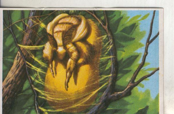 Cromos: Historia Natural numero 270