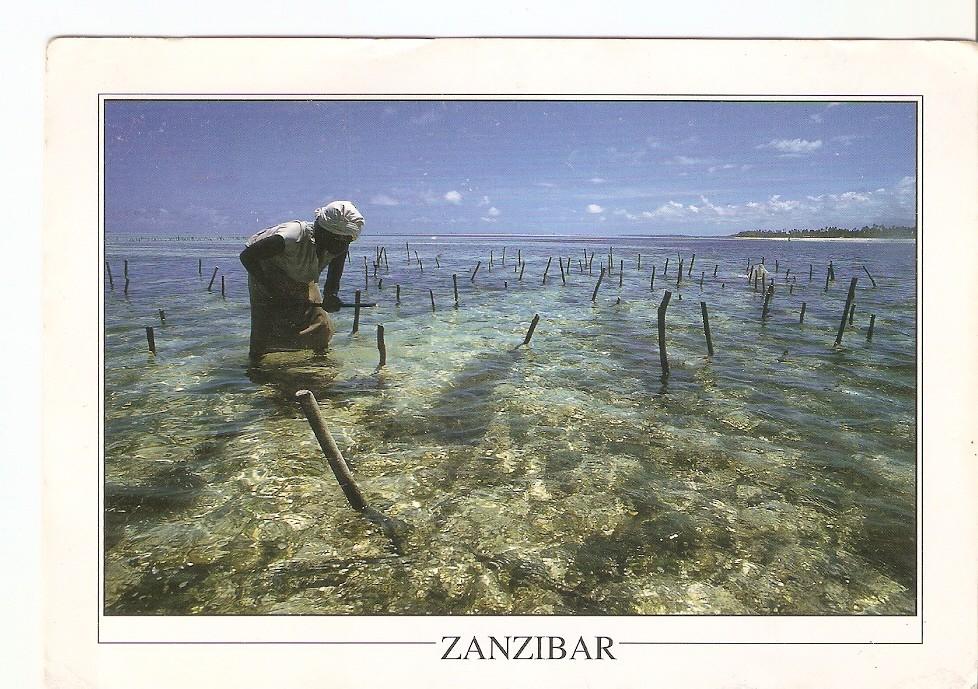 Postal 031525 : Seaweed Farming. Zanzibar