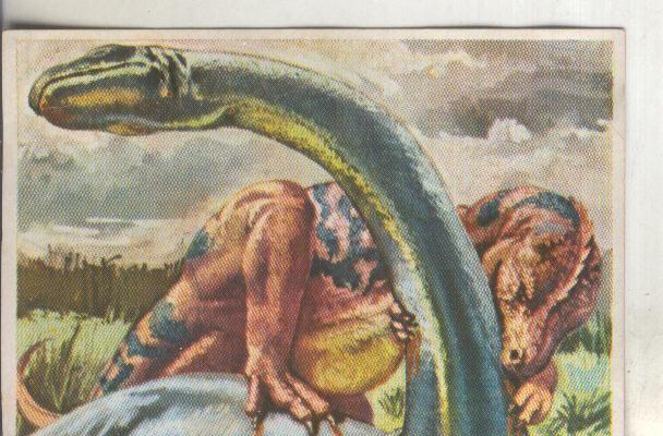 Cromos: Historia Natural numero 039