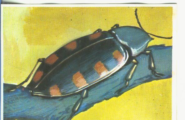 Cromos: Historia Natural numero 176