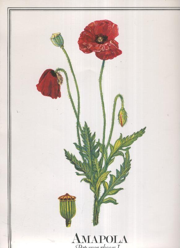 Lamina Planta medicinal: Amapola