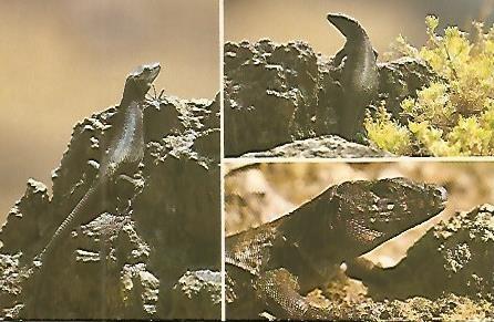 Postal 53487: ICONA. Lagarto gigante de El Hierro