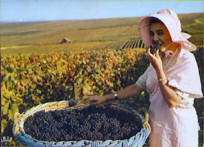 POSTAL 61156: Vendanges en Champagne