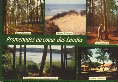 POSTAL 61309: Promenades au coeur des landes