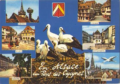 POSTAL 61327: En Alsace au Pays des Cigognes