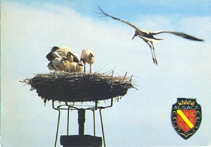 POSTAL 61337: Alsace nido de cigueñas y una volando