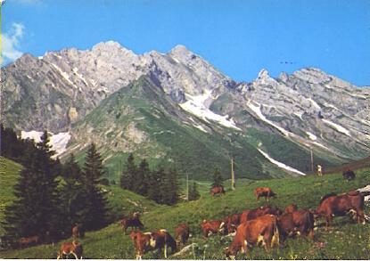 POSTAL 61343: Vacas en un valle