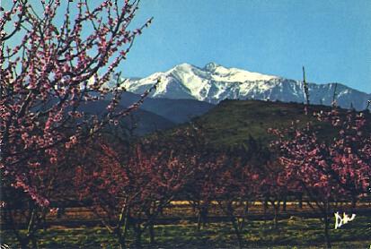 POSTAL 61365: Cerezos frente a montaña nevada