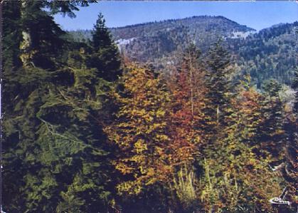 POSTAL 61379: Bosque