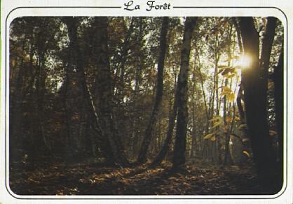 POSTAL 61380: Bosque interior