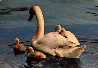 POSTAL 61419: Cisne con hijos