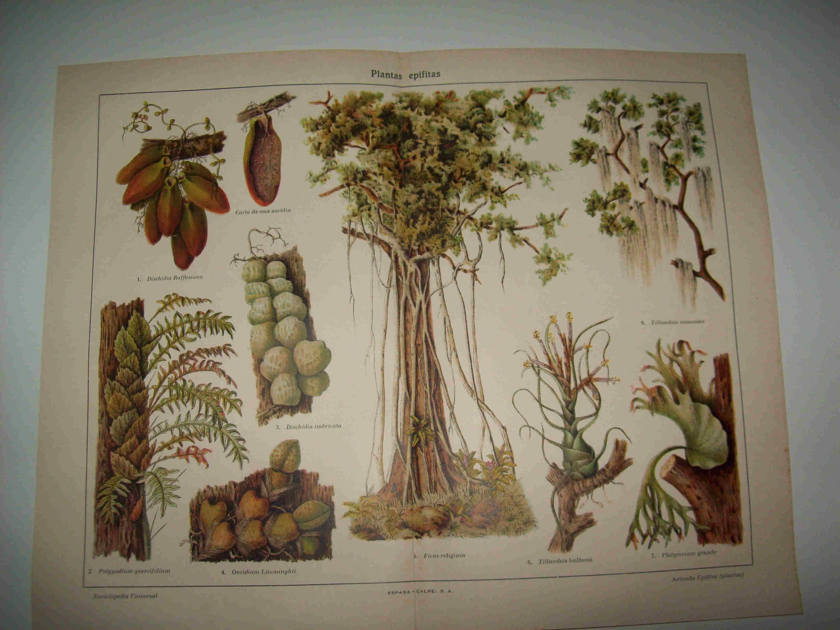 LAMINA ESPASA 16512: Plantas epifitas