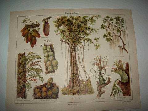 LAMINA ESPASA 16512: Plantas epifitas