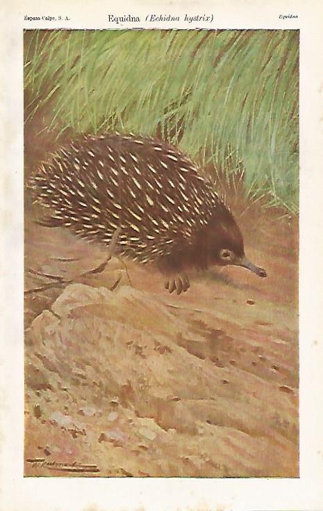 LAMINA ESPASA 16520: Equidna o Echidna hystrix
