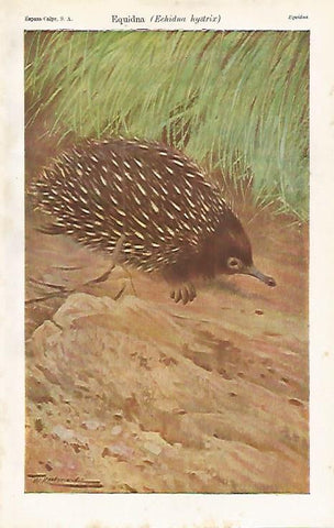 LAMINA ESPASA 16520: Equidna o Echidna hystrix