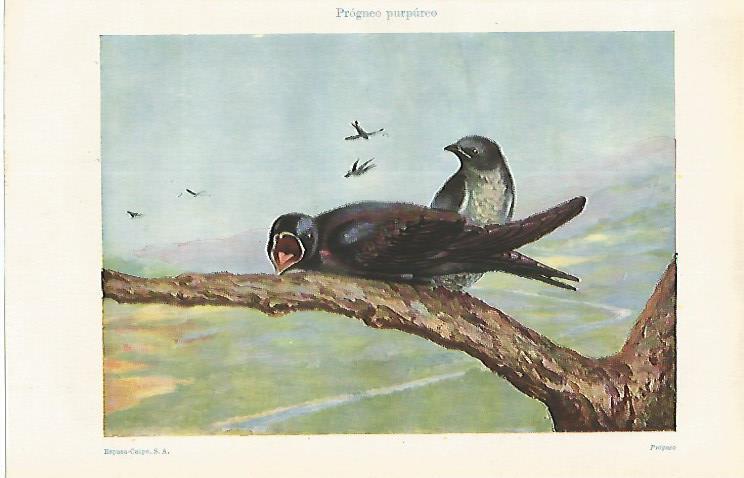 LAMINA ESPASA 16829: Progneo purpureo