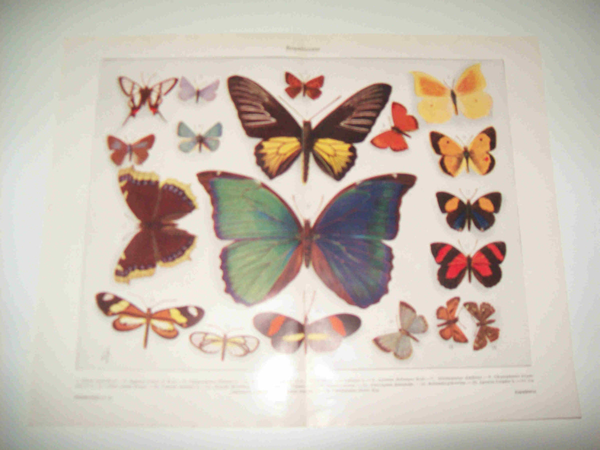 LAMINA ESPASA 16932: Ropaloceros