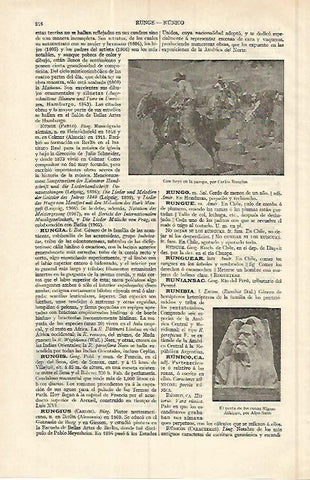 LAMINA ESPASA 17061: Cowboys en la pampa por Rungius