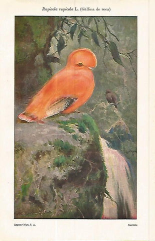 LAMINA ESPASA 17065: Rupicola rupicola L. o gallina de roca