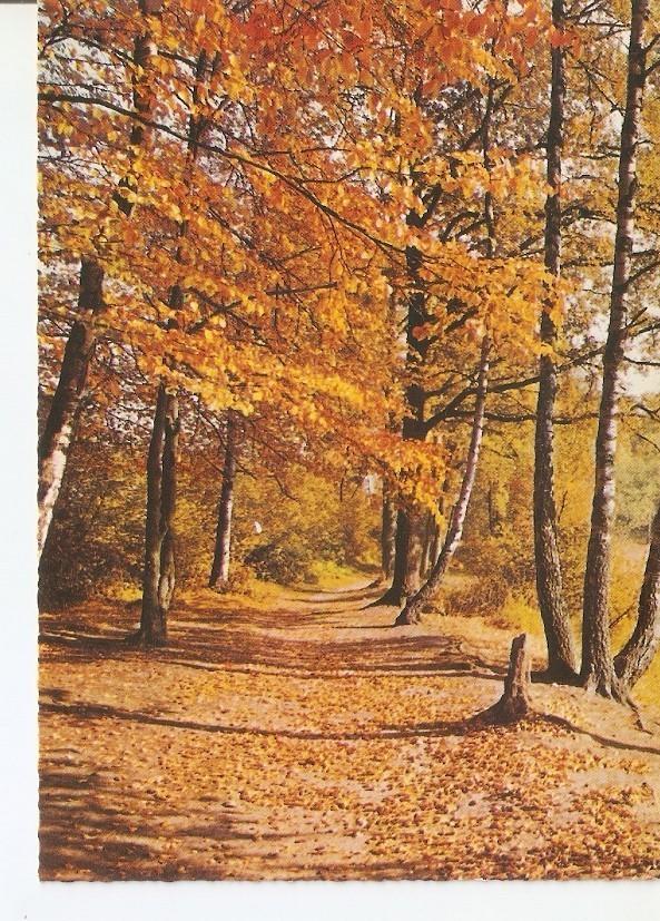 Postal 035560 : Bosque lleno de hojas caidas