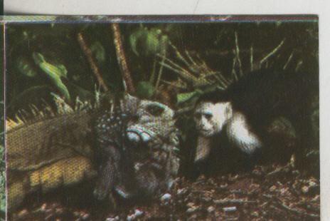 Cromos: La Naturaleza y sus maravillas numero 079