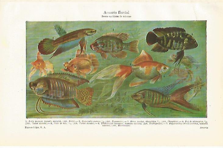 LAMINA ESPASA 8073: Acuario fluvial