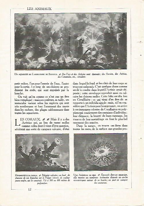 LAMINA 3831: ACUARIO DEL LABORATORIO DE BANYULS
