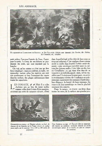 LAMINA 3831: ACUARIO DEL LABORATORIO DE BANYULS