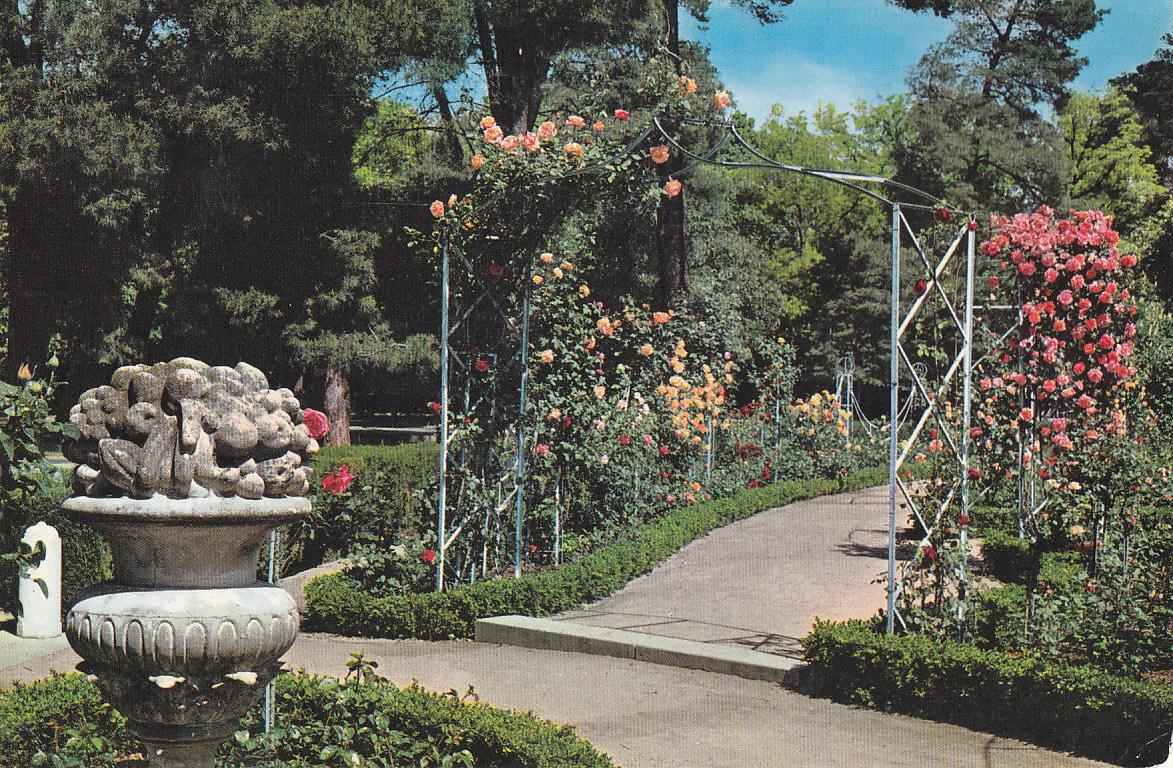 Postal 61168 : Madrid. Parque del Retiro. Rosaleda