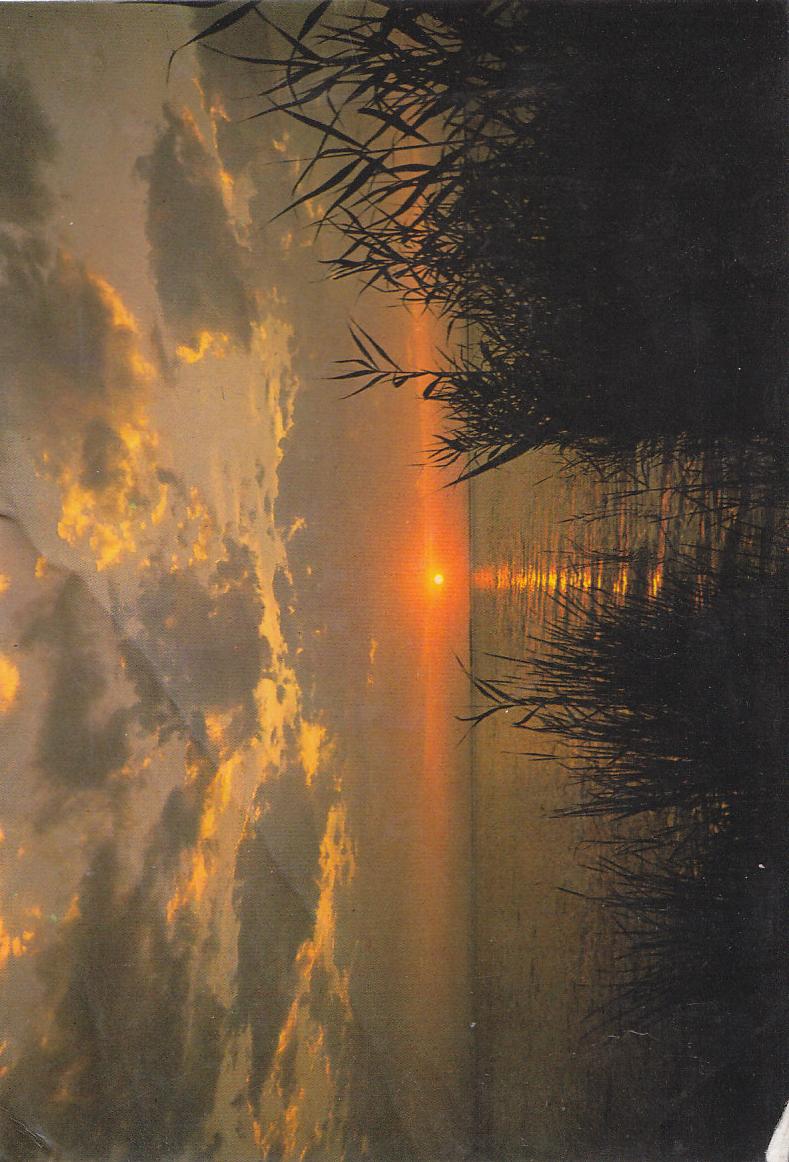 Postal 61301 : Valencia. Puesta de Sol en la Albufera