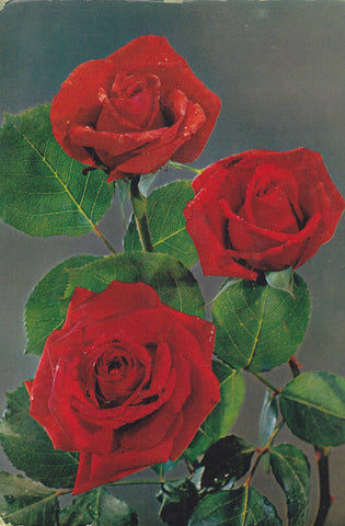 Postal 61357 : Rosas