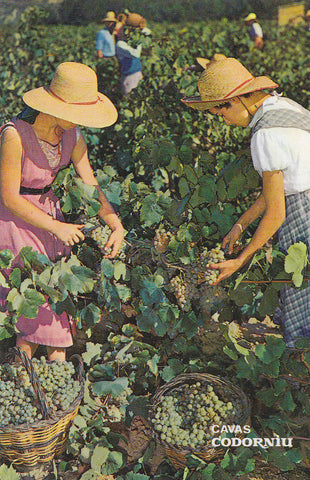 Postal 61489 : Cavas Codorniu. Vendimia