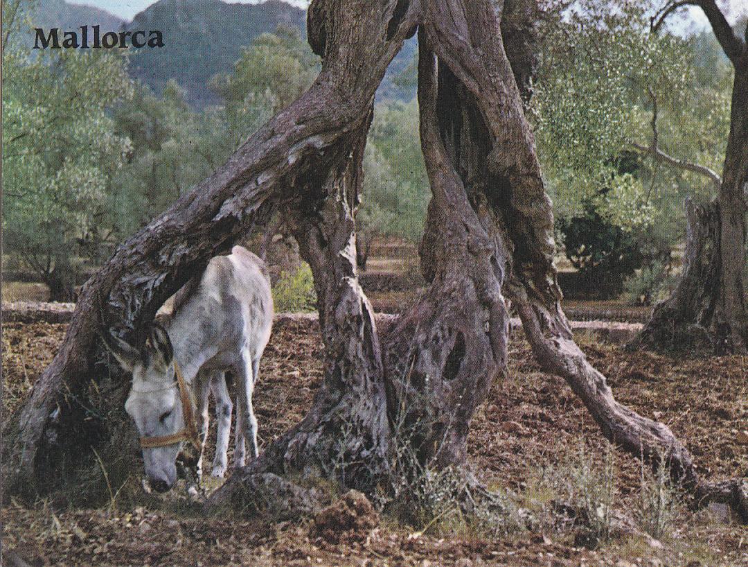 Postal 61512 : Mallorca. Olivos milenarios