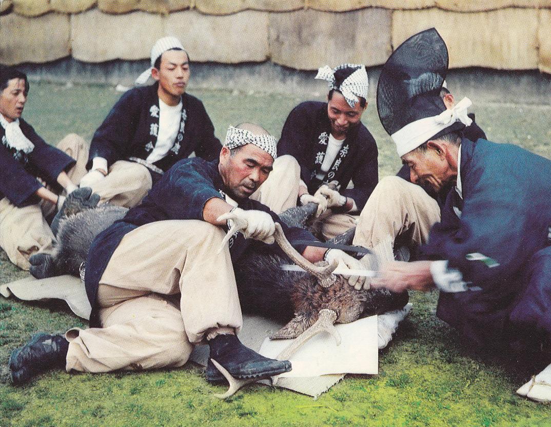 Postal 61557 : Deer horns are Cut Nara
