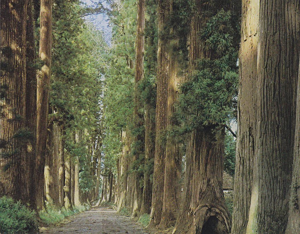 Postal 61593 : Cryptomeria Avenue