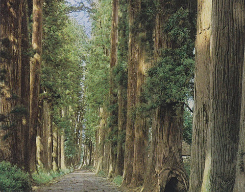 Postal 61593 : Cryptomeria Avenue