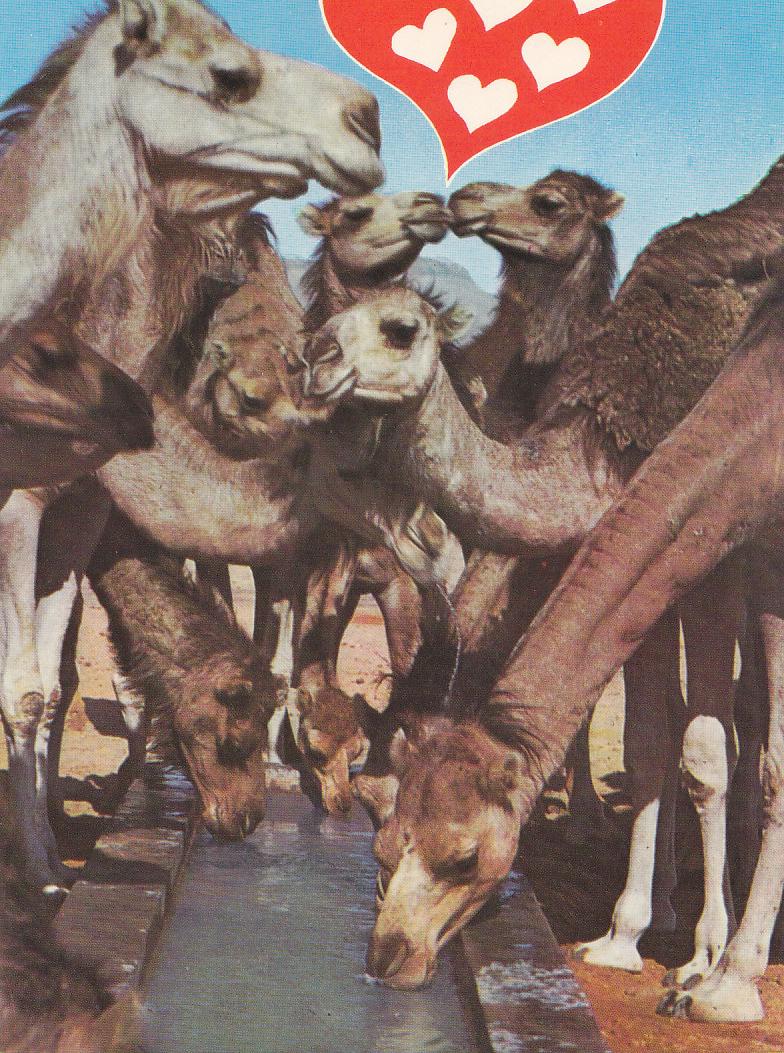 Postal 61959 : Bons Baisers de Tunisie. Sweet kisses from Tunisia