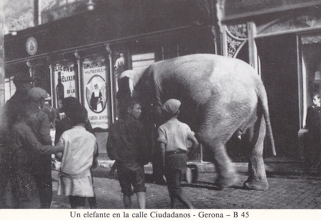 Postal 62201 : Un elefante en la calle Ciudadanos - Gerona