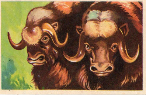 CROMO Viajando por America del Norte:  Numero 16