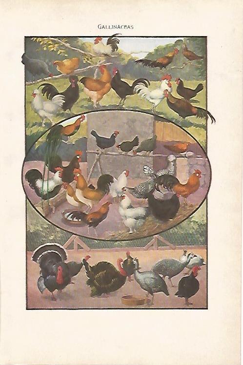 LAMINA SALVAT 80027: Especies de gallinas