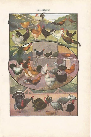 LAMINA SALVAT 80027: Especies de gallinas